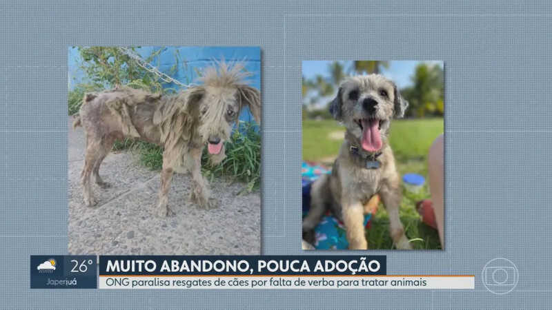 ONG Indefesos, que resgata e cuida de animais abandonados, enfrenta dificuldades com o aumento de abandonos e as poucas adoções — Foto: Reprodução/TV Globo