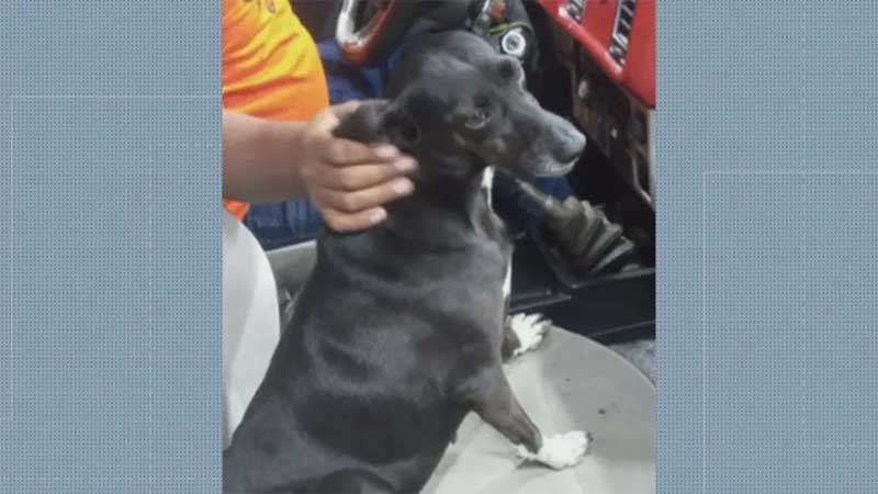 Polícia investiga desaparecimento de cadela em São João de Meriti, no RJ — Foto: Reprodução/TV Globo
