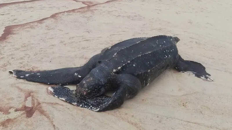 Tartaruga-gigante, de 1,62m de comprimento, foi encontrada morta - Foto: Reprodução