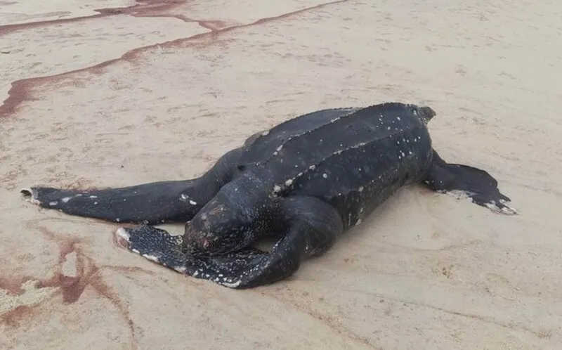 Tartaruga-gigante de 1,62m de comprimento é encontrada morta na Região dos Lagos, no RJ