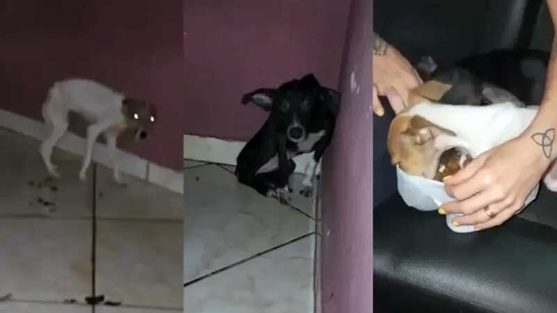 Tutores viajam e cães abandonados em casa são resgatados pela polícia em Tanguá, RJ; vídeos