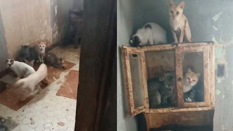 Gatos resgatados em situação de maus-tratos em Vassouras — Foto: Divulgação/Prefeitura de Vassouras