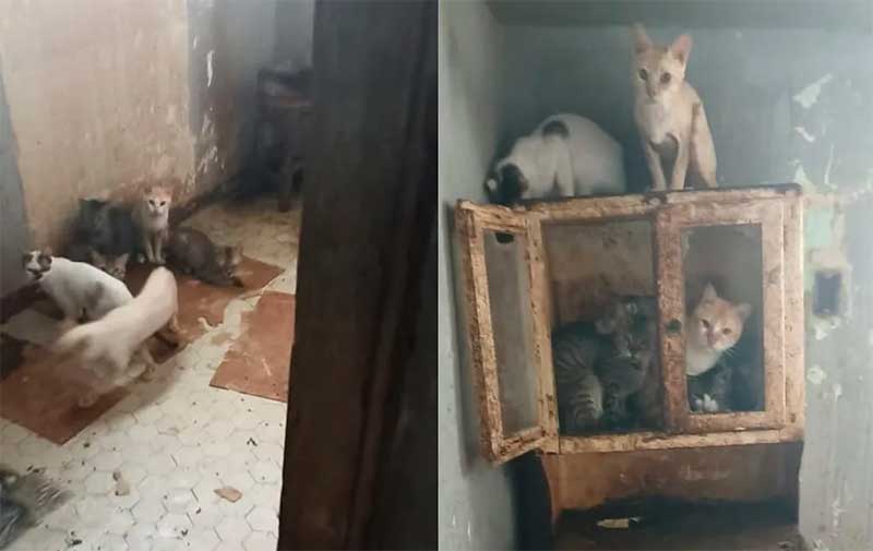 Mais de 20 gatos mantidos em situação de maus-tratos são resgatados em Vassouras, RJ