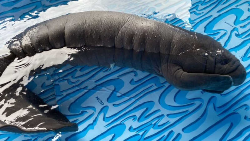 Peixe-boi-marinho recém-nascido é resgatado em praia no litoral sul potiguar