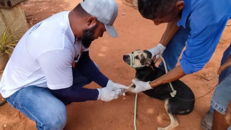 Cães são examinados em Mossoró por sintomas de cinomose e doença do carrapato - Foto: Prefeitura de Mossoró / Reprodução