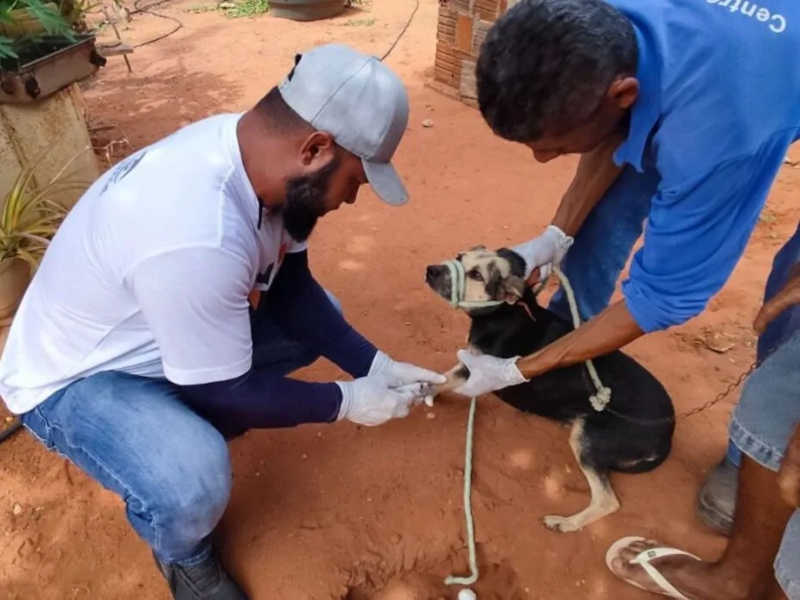 Dezenas de cachorros morrem após surto de cinomose na zona rural de Mossoró, RN; entenda