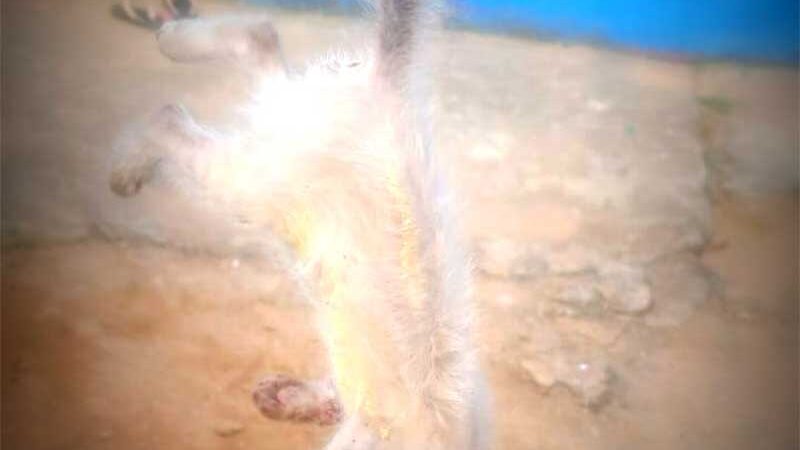 Vizinha se revolta ao presenciar morador matando filhote de gato a paulada em Jaru, RO