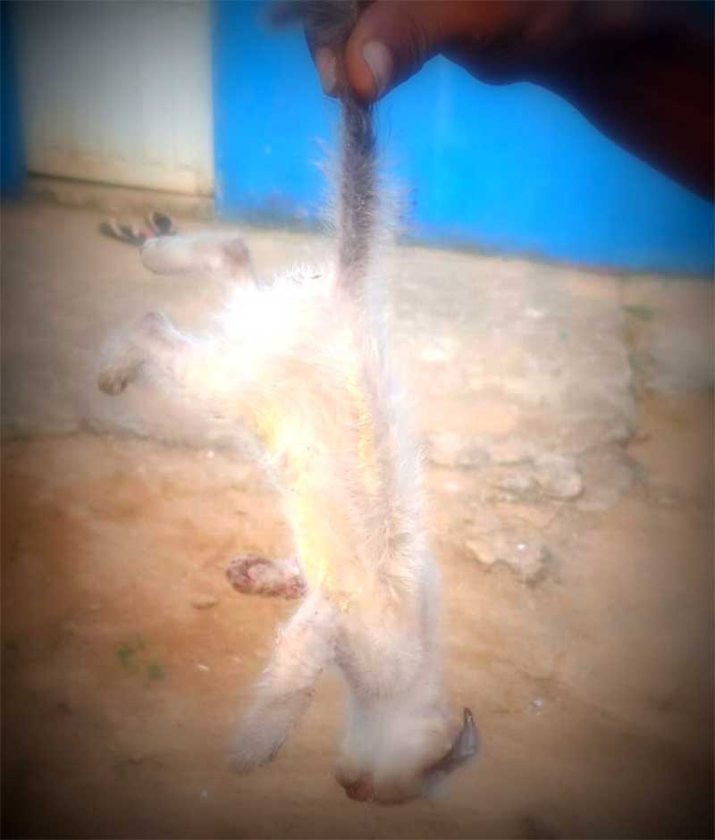 Vizinha se revolta ao presenciar morador matando filhote de gato a paulada em Jaru, RO