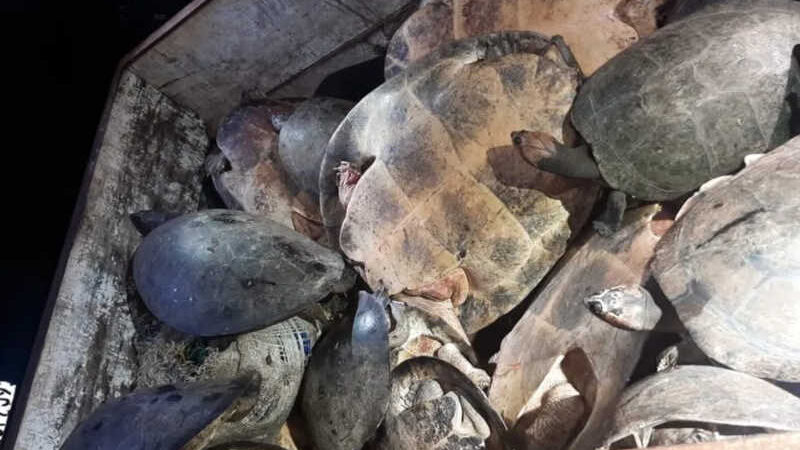 Mais de 40 tartarugas são resgatadas e devolvidas ao Rio Guaporé em RO — Foto: PM-RO/Reprodução