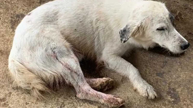 Cão foi ferido na pata direita — Foto: PM/Divulgação