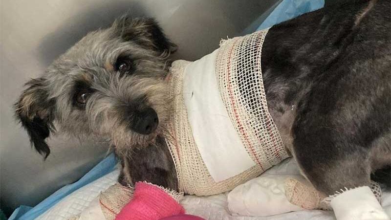 Cadela está sob responsabilidade de uma protetora animal após ter sofrido maus-tratos. Foto: Polícia Civil / Divulgação