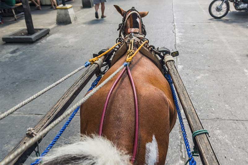 Justiça determina que veículos de tração animal sejam retirados das ruas de Capão da Canoa, RS