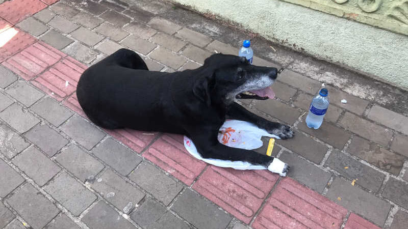 Ajuda para o melhor amigo: andarilho busca apoio em Ivoti para ir à Capital com cachorro ferido