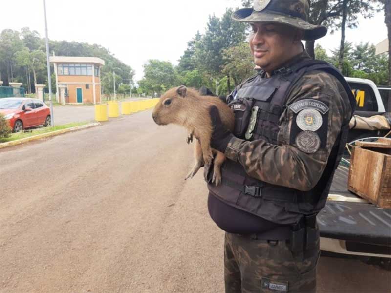 Batalhão Ambiental da Brigada Militar resgata animais silvestres de cativeiro, em Nicolau Vergueiro, RS