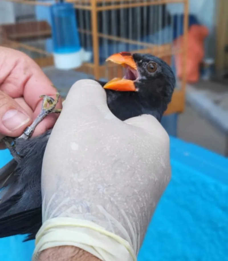 Foram resgatadas cerca de 350 aves — Foto: Polícia Civil/Divulgação