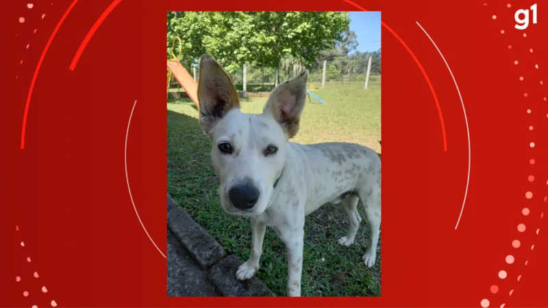 Homem é preso por suspeita de matar cachorro a tiros de espingarda em Portão, RS