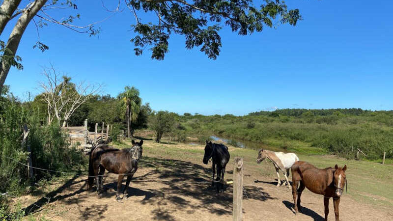Fim da tração animal: cavalos recebem tratamento antes da adoção em Sapiranga