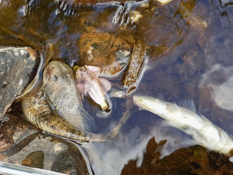 Morte de peixes em arroio é investigada pela Secretaria de Meio Ambiente de Venâncio Aires, RS