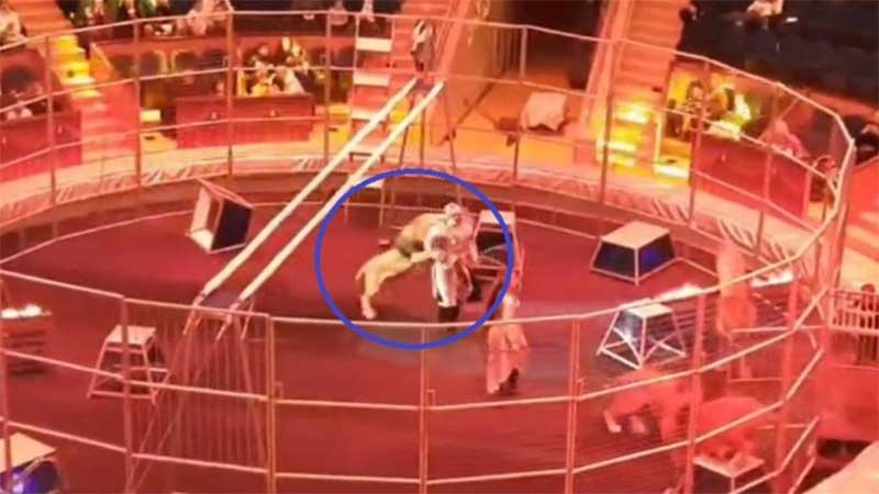Domador é atacado por leão durante apresentação em circo na Rússia, e a esposa o salva