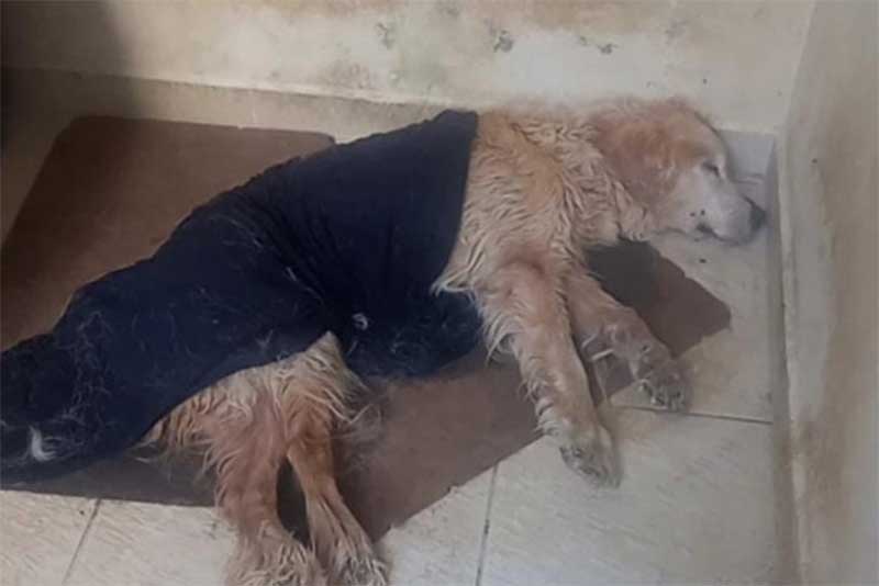 Cão vítima de maus-tratos é resgatado, em Brusque (SC), mas não resiste