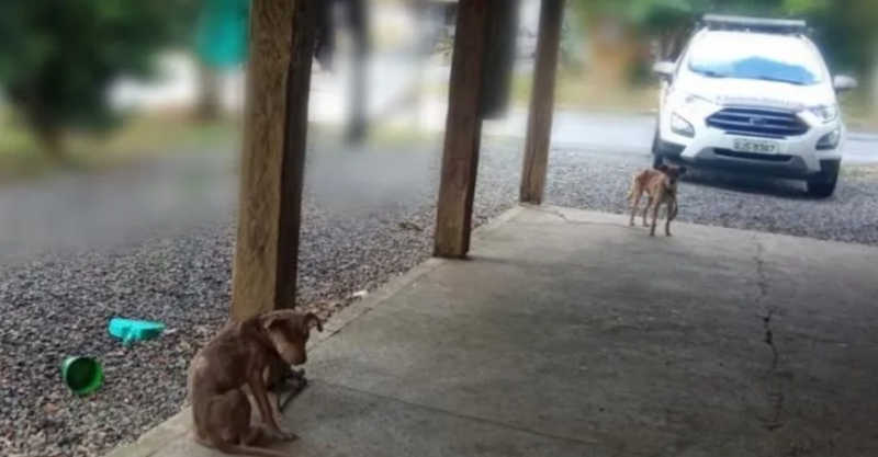 Mulher é detida após deixar cachorros sem alimentação em Jaraguá do Sul, SC