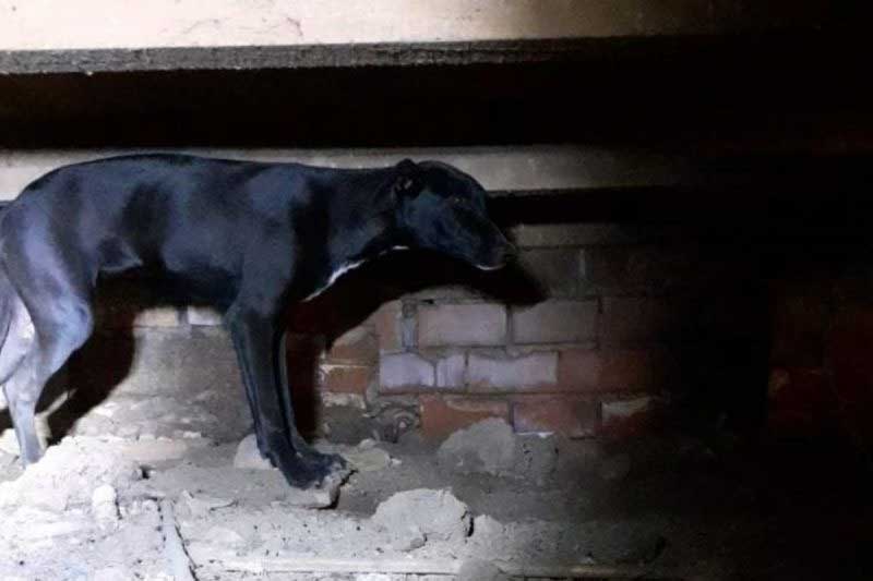 Cachorra fica presa embaixo de casa por medo de fogos de artifício em Mafra, SC