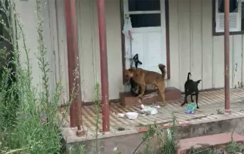 Flagra de cães “quase enforcados” em correntes expõe cenário de maus-tratos em Penha”