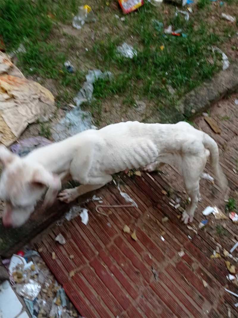 Três cães vítimas de maus-tratos são resgatados pela ROCAM em Araranguá, SC