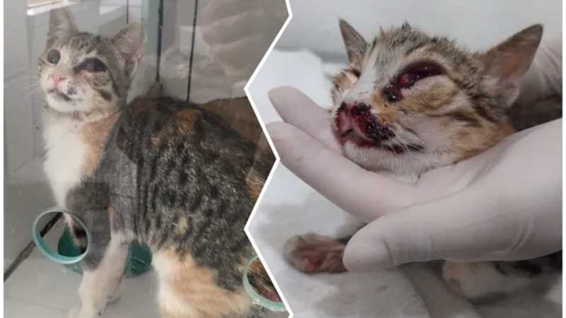 Acapra precisa de ajuda para salvar gata com mandíbula quebrada e olho furado em São Joaquim, SC