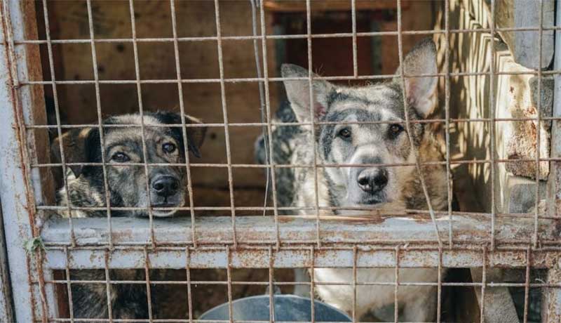 Portugal: Estado deixou prescrever mais de 500 processos de violação do bem-estar animal