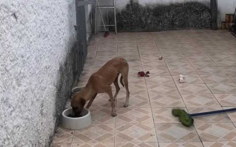 Três cavalos e dois cães vítimas de maus-tratos são resgatados em Aracaju, SE