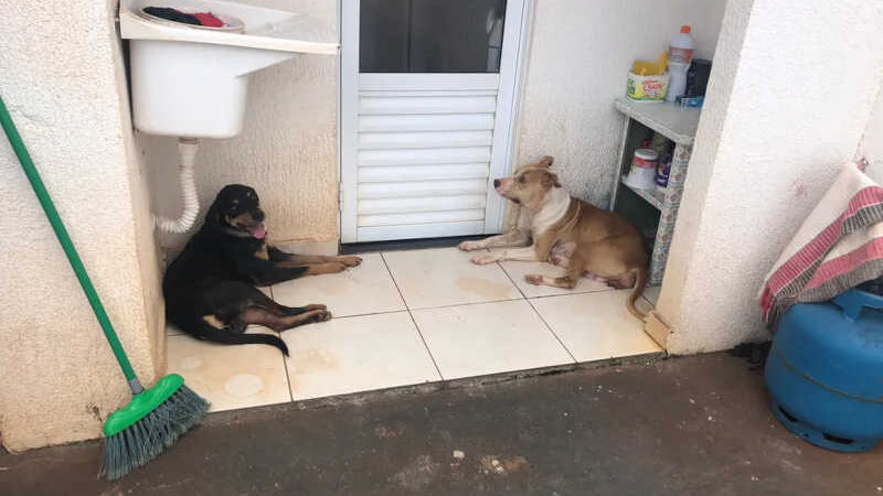 Cachorros foram encontrados sem água e comida em Rio Preto — Foto: Arquivo pessoal