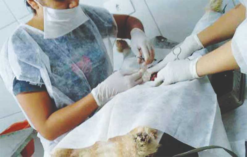Prefeituras intensificam campanhas de castração animal no ABC