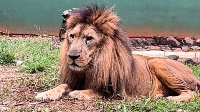 Leão Nagan morreu neste sábado (31) aos 24 anos — Foto: Zoo Americana