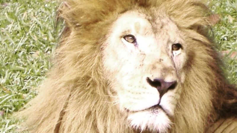 Magro e infestado de larvas: a morte suspeita do leão Nagan em zoo do interior de SP