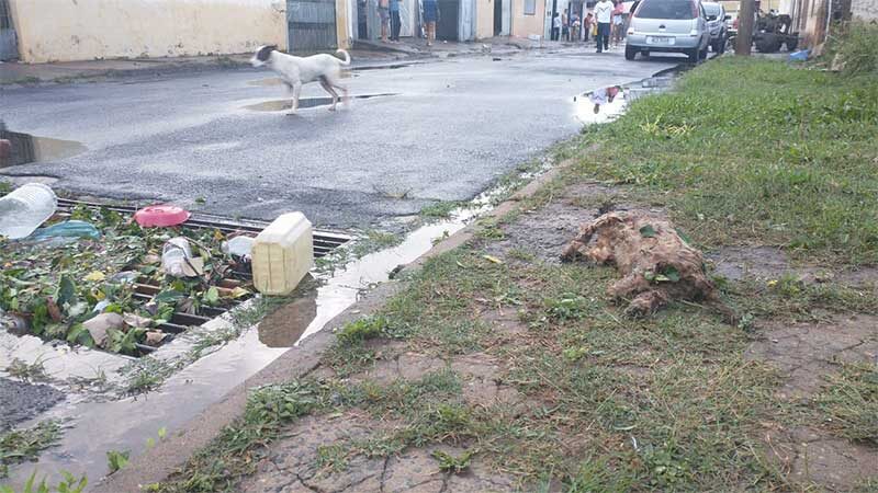 Cachorro morre afogado durante enchente em Artur Nogueira, SP