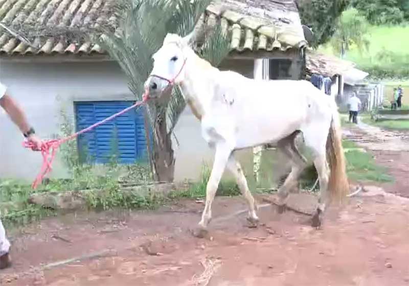 Homem é detido por maus-tratos a oito cavalos em sítio de Atibaia, SP