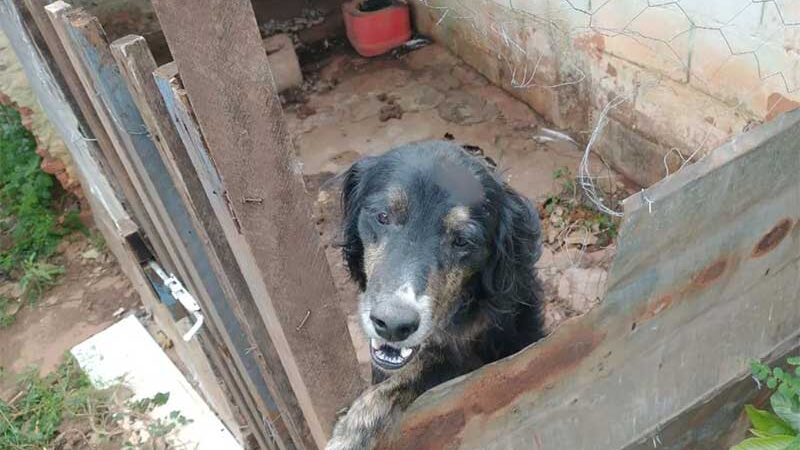 Animal foi resgatado de residência em Bebedouro, SP, — Foto: Divulgação/Rede social