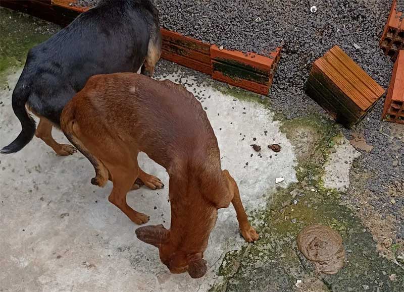 Dupla é presa por maus-tratos a animais após ação em casa onde havia lixo e até cão morto em Botucatu, SP
