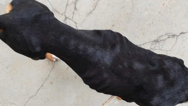 Situação de desnutrição de cão resgatado em Capivari — Foto: Polícia Civil