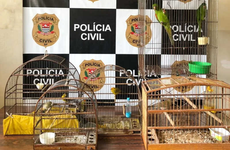 Aves resgatadas durante ação policial em Capivari — Foto: Polícia Civil