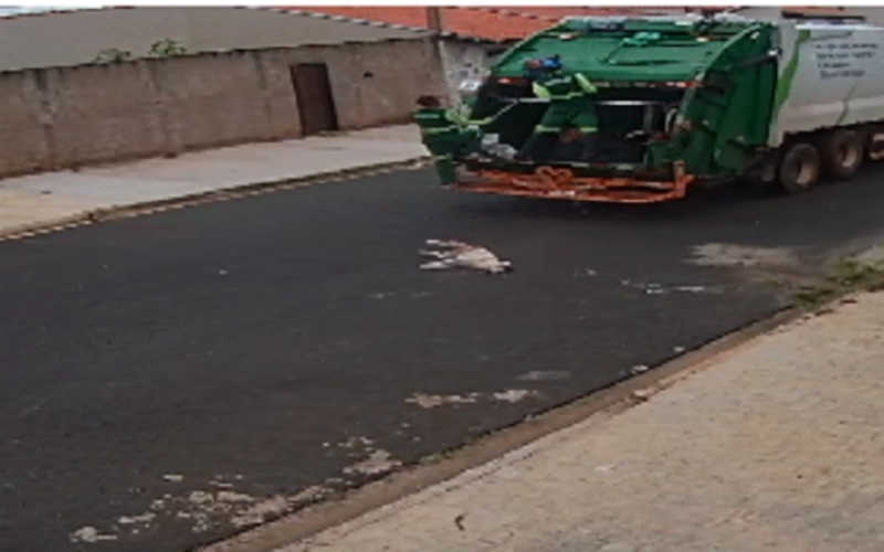 Caminhão de lixo mata cachorra atropelada e foge sem prestar socorro em Franca, SP