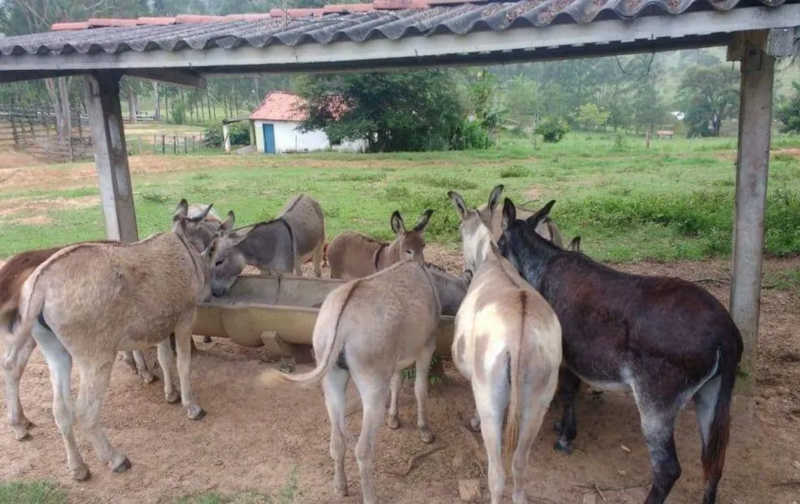 A Uipa de Itapetininga (SP) também atende animais de grande porte, como jumentos e cavalos — Foto: Uipa de Itapetininga/Divulgação