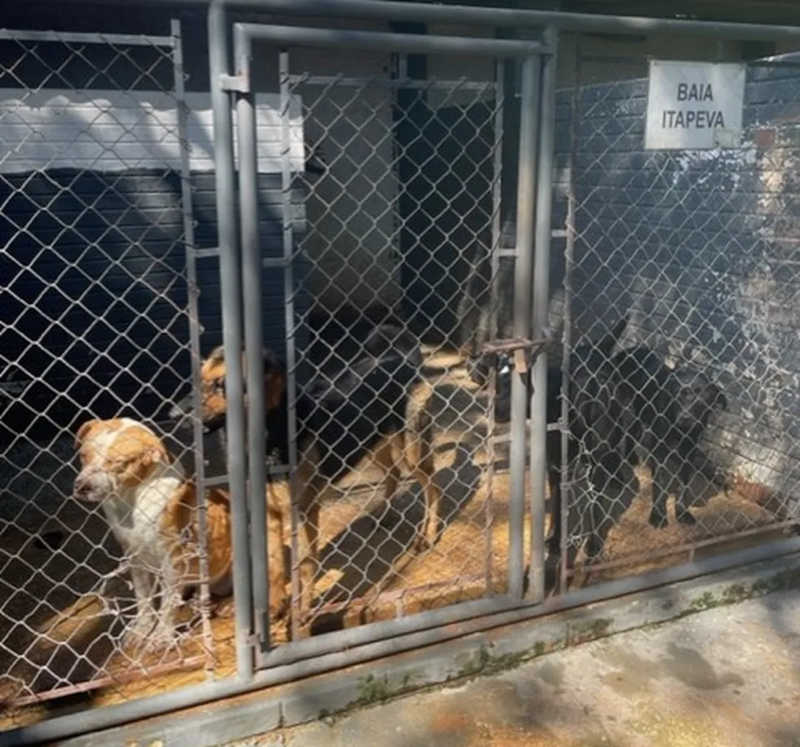 Trinta cães foram resgatados com sinais de maus-tratos de canil de Itapeva (SP) — Foto: MPSP/Divulgação


