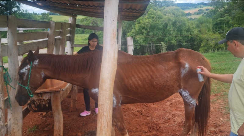 Prefeitura de Itararé (SP) resgata cavalo vítima de maus-tratos