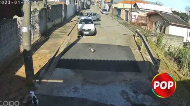 Motorista é flagrado jogando gato pela janela de carro em Jundiaí, SP
