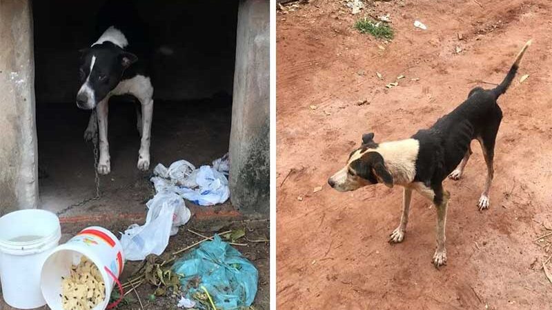 Animais foram encontrados em situação de maus-tratos, em Lençóis Paulista (SP) — Foto: Polícia Militar Ambiental/Divulgação
