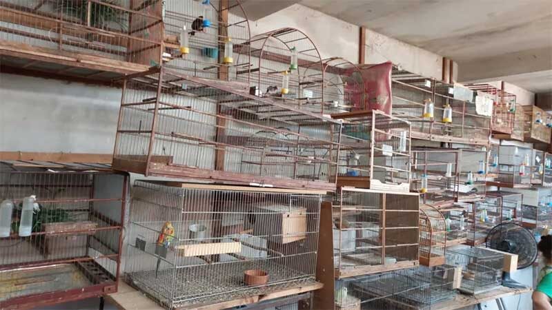 Polícia Ambiental de Limeira flagra 12 aves silvestres em cativeiro — Foto: Divulgação/Polícia Ambiental
