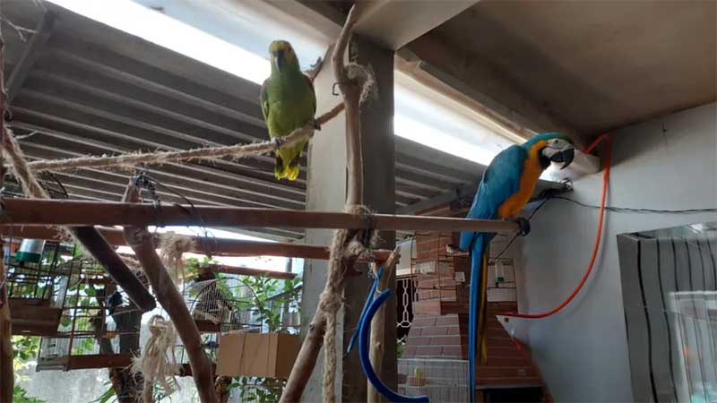 Aves encontradas em cativeiro em Limeira — Foto: Divulgação/Polícia Ambiental