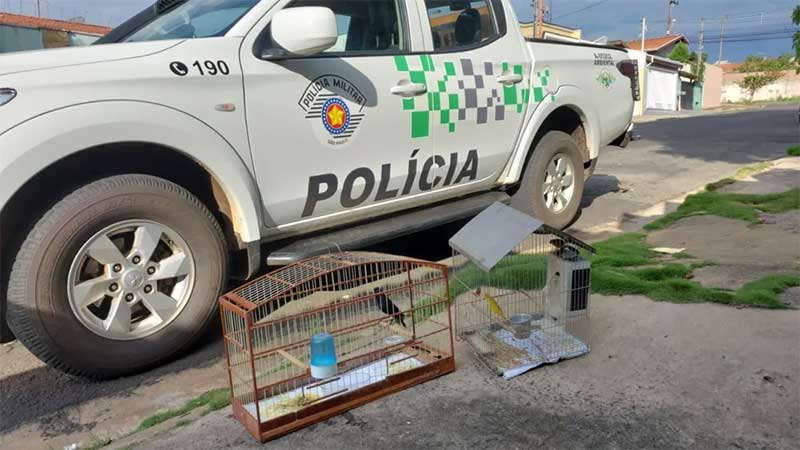 Aves encontradas em cativeiro foram soltas na natureza em Limeira — Foto: Divulgação/Polícia Ambiental